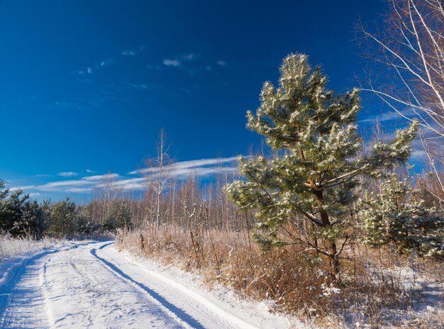 Paisaje de invierno con abetos