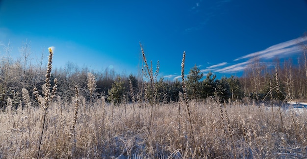 Paisaje de invierno con abetos