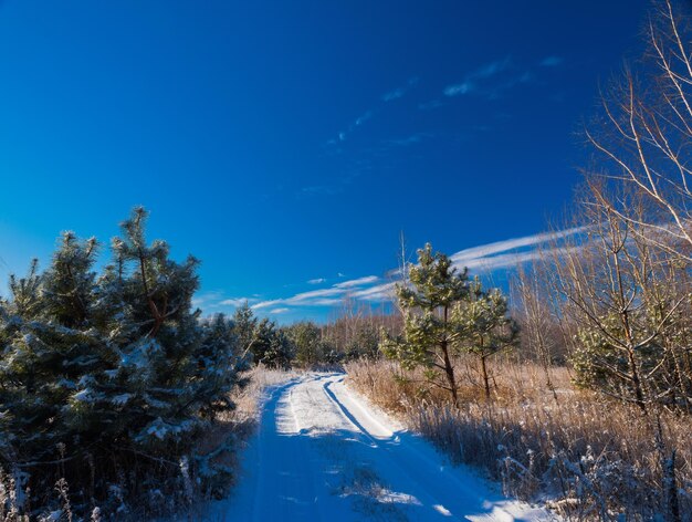 Paisaje de invierno con abetos