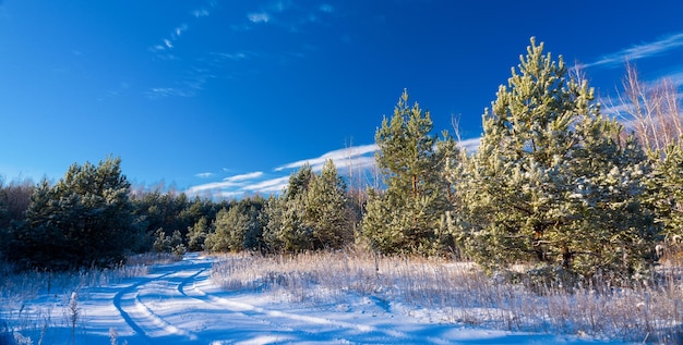 Paisaje de invierno con abetos