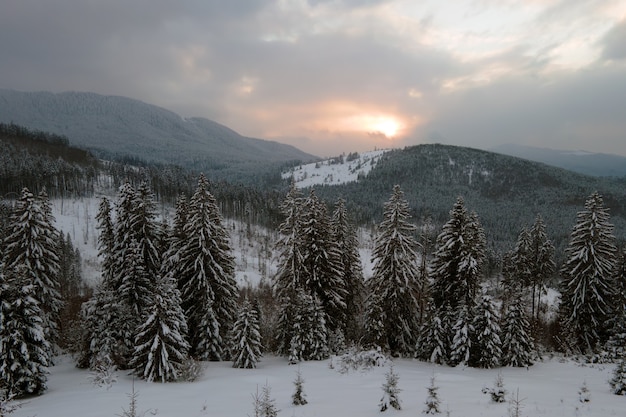 Paisaje de invierno aéreo con árboles de spruse de bosque cubierto de nieve en las frías montañas de la noche.