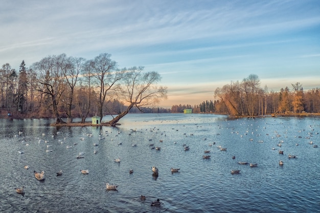 Paisaje de invierno al atardecer con lago y gaviotas