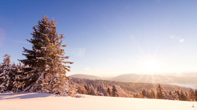 Paisaje de invierno Amanecer Bosque de abetos cubierto de nieve en el paisaje de invierno