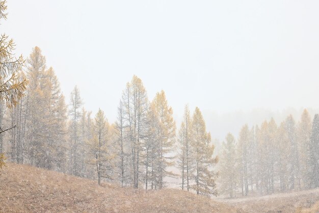 Foto paisaje de invierno árboles cubiertos de escarcha