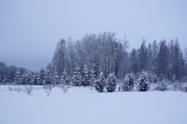 Paisaje de invierno con árboles cubiertos de nieve.