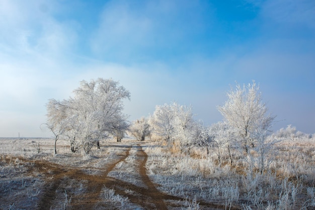 paisaje de invierno. árboles en escarcha blanca