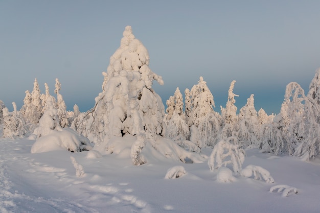 Paisaje del invierno con los árboles nevados en bosque del invierno.