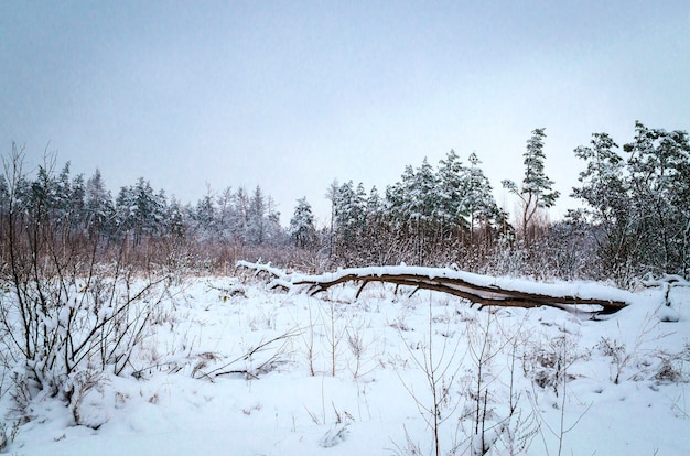 Paisaje de invierno, árboles en la nieve