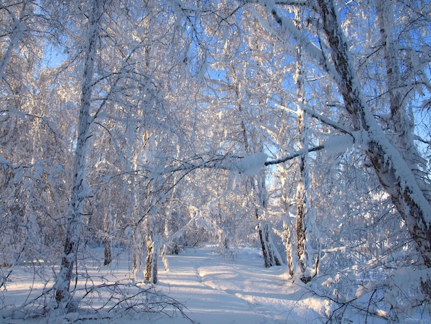 Paisaje de invierno con árboles de nieve.