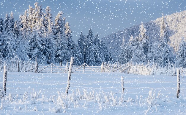 paisaje de invierno árboles y valla en escarcha