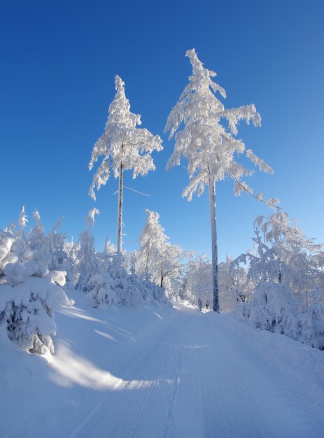 Foto paisaje de invierno con árboles