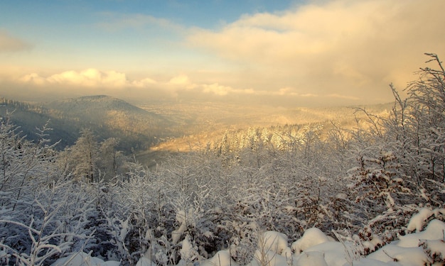 Foto paisaje de invierno con árboles