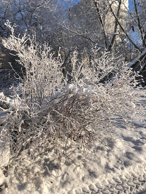 Paisaje de invierno arbustos y árboles en el parque en la nieve.