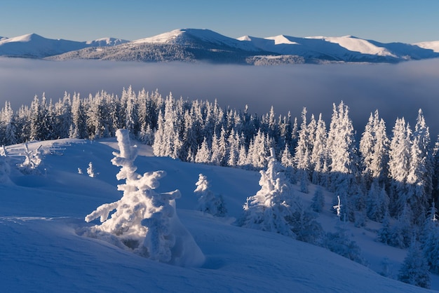 Paisaje de invierno en un bosque de montaña