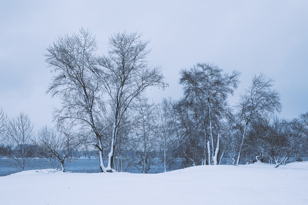 Paisaje de invierno - bosque nevado árboles de invierno en tiempo nublado de invierno