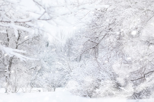 Paisaje de invierno. Bosque bajo la nieve. Invierno en el parque.