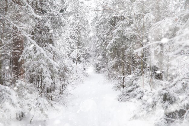 Paisaje de invierno. Bosque bajo la nieve. Invierno en el parque.