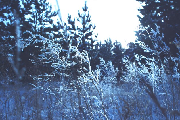 paisaje de invierno, bosque de nieve