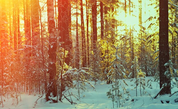 Paisaje de invierno con el bosque de pinos y la puesta de sol