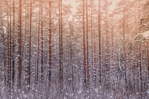 Paisaje de invierno en el bosque. Árboles en la nieve. Foto de la nieve