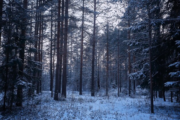 paisaje invierno bosque sombrío, paisaje estacional nieve en bosque naturaleza