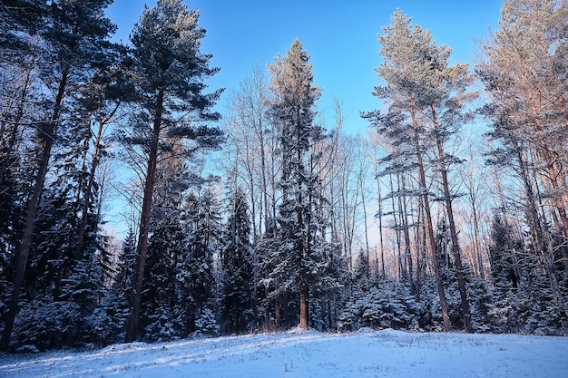 paisaje invierno bosque sombrío, paisaje estacional nieve en bosque naturaleza