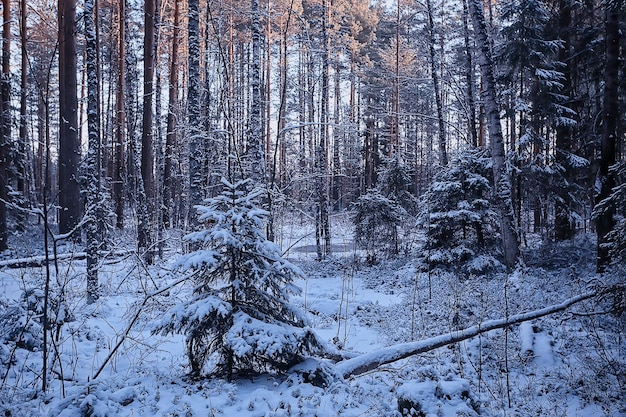 paisaje invierno bosque sombrío, paisaje estacional nieve en bosque naturaleza