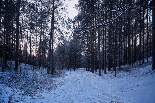 paisaje invierno bosque sombrío, paisaje estacional nieve en bosque naturaleza