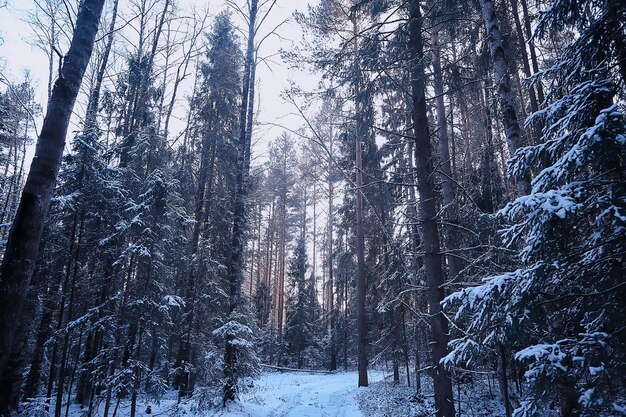 paisaje invierno bosque sombrío, paisaje estacional nieve en la naturaleza del bosque