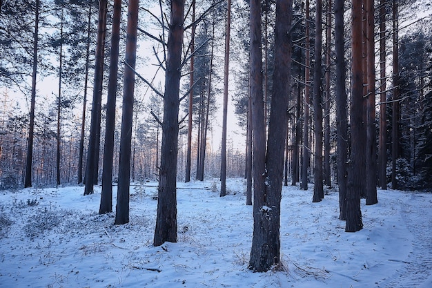 paisaje invierno bosque sombrío, paisaje estacional nieve en la naturaleza del bosque