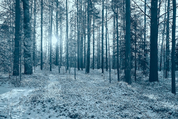 paisaje invierno bosque sombrío, paisaje estacional nieve en la naturaleza del bosque