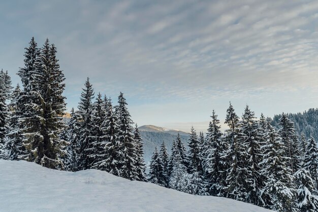 paisaje de invierno en el bosque