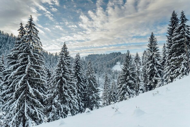 paisaje de invierno en el bosque