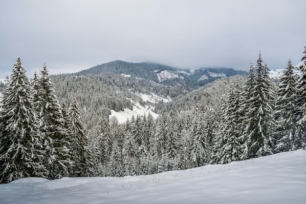 paisaje de invierno en el bosque