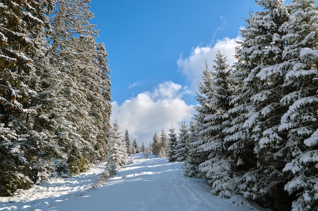 Paisaje de invierno brillante con pinos cubiertos de nieve fresca caída en el bosque de montaña en un frío día invernal.