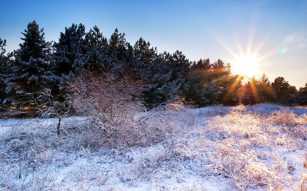 Paisaje de invierno. Composición de la naturaleza.