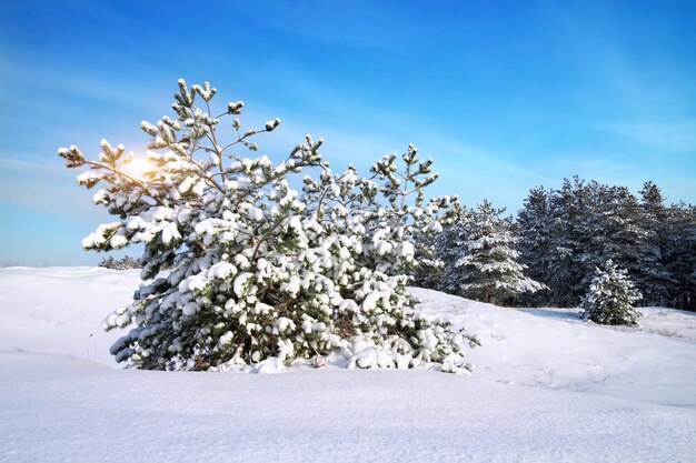 Paisaje de invierno. Composición de la naturaleza.