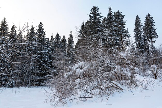 Paisaje de invierno cubiertas de nieve esponjosas duro bosque de coníferas