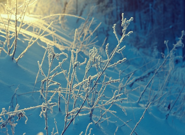 Paisaje de invierno Escena de belleza de invierno