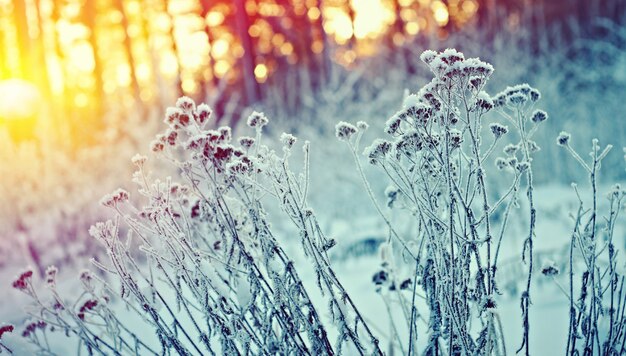 Paisaje de invierno Escena de invierno Flor congelada