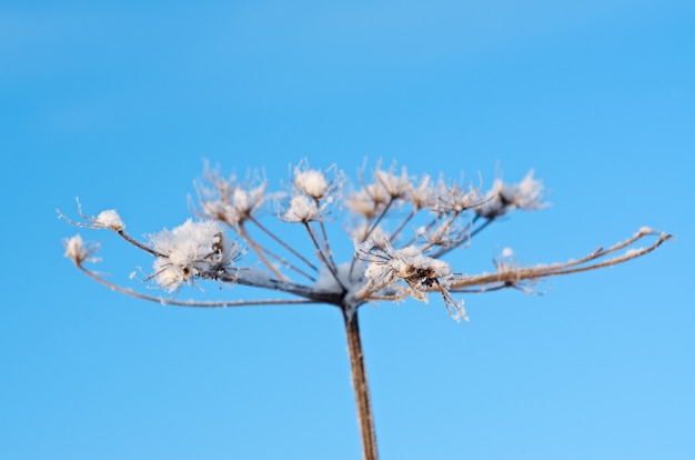 Paisaje de invierno Escena de invierno Flor congelada