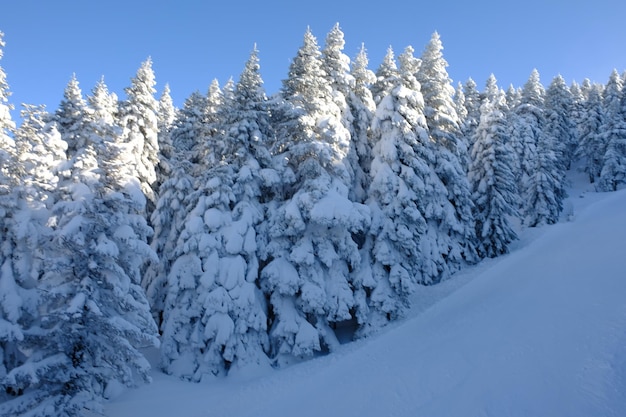 paisaje de invierno fuertes nevadas cubrían los pinos.