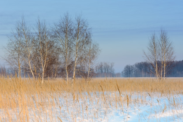 Paisaje de invierno. Un grupo de abedules con el telón de fondo de un bosque, un campo cubierto de nieve y un cielo azul.