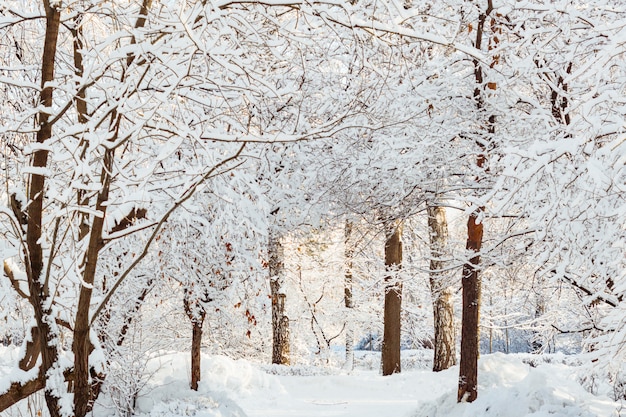 Paisaje de invierno helado. Árboles en la nieve