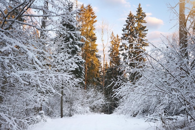 Paisaje de invierno helado en bosque nevado