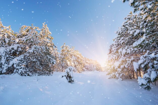 Paisaje de invierno helado