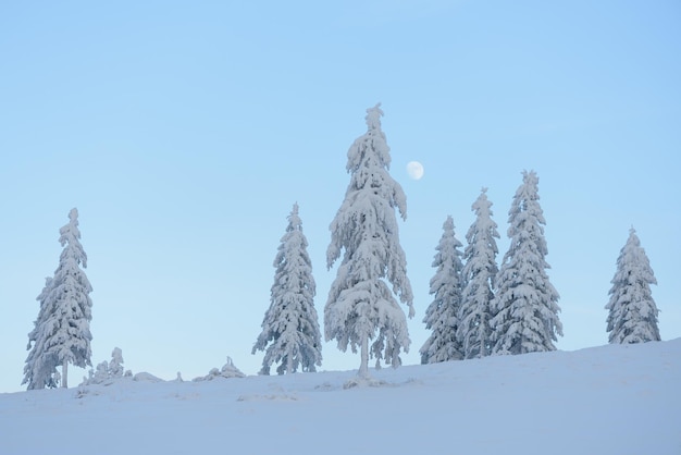 Paisaje de invierno con los hermosos árboles nevados