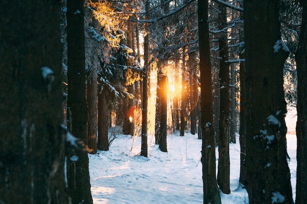 paisaje de invierno huellas de animales en la nieve en el bosque