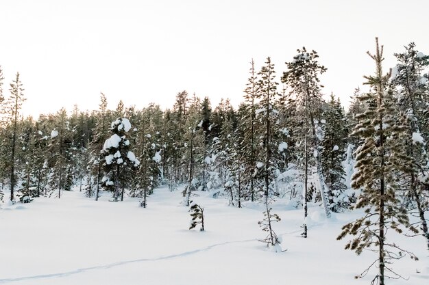 Paisaje de invierno en Kiruna Lapland Suecia