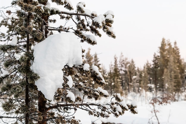 Paisaje de invierno en Kiruna Lapland Suecia